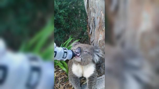 Video Australian cyclist stops to help thirsty koala - ABC News