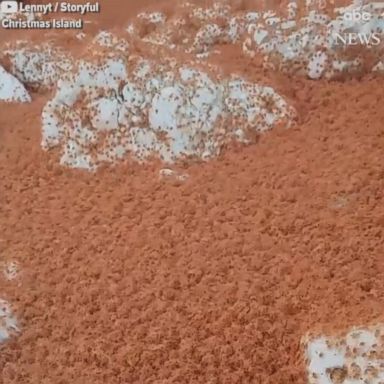 This mesmerizing video shows countless, tiny, newly-spawned crabs crawling around on Christmas Island. 