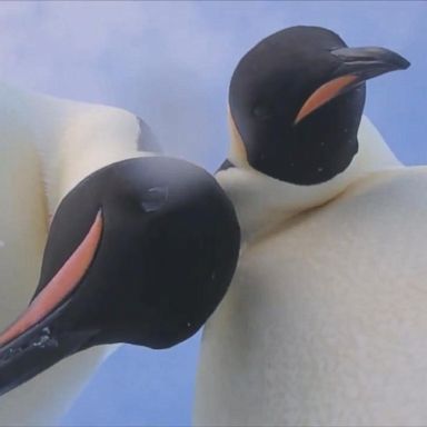 VIDEO: Two curious penguins starred in their own selfie video when they found a camera left on the ice in Antarctica.