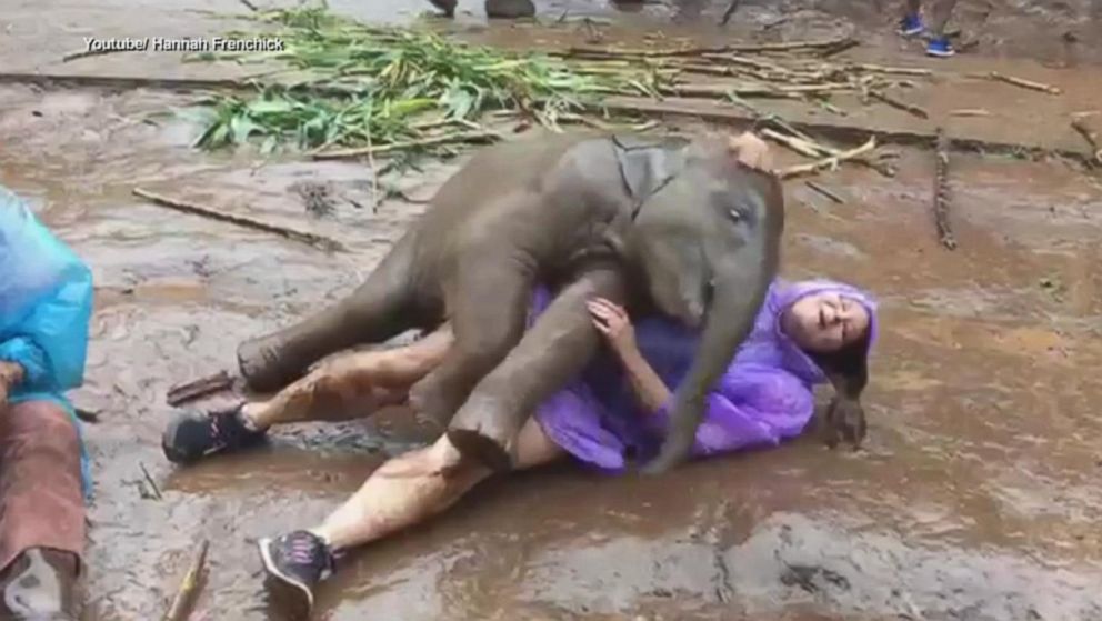 Video Woman frolics with baby elephant - ABC News