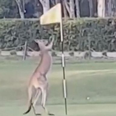 VIDEO: Bettina Hammant spotted the determined kangaroo on the fifth green at a golf course in Queensland, Australia.