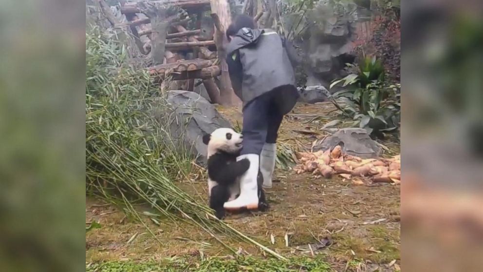 Playful panda gets clingy with zookeeper Video - ABC News