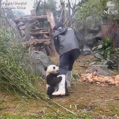 VIDEO: The 8-month-old panda won't leave his zookeeper alone at the Chengdu Research Base of Giant Panda Breeding in China.