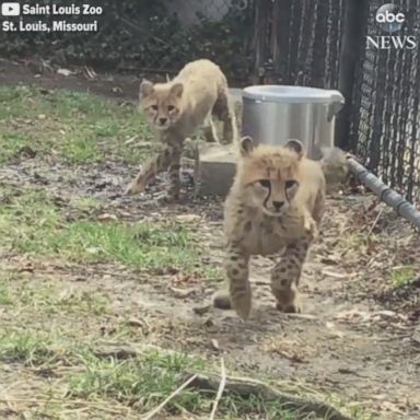 VIDEO: These four-month-old cubs at the St. Louis Zoo are curious about their habitat.