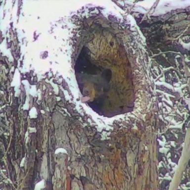 VIDEO: An adorable bear quenches its thirst at Glacier National Park.