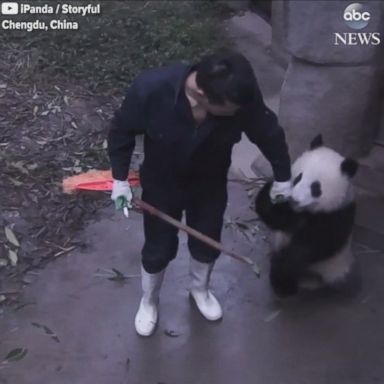 VIDEO: This panda bear's actions will sweep you off your feet.