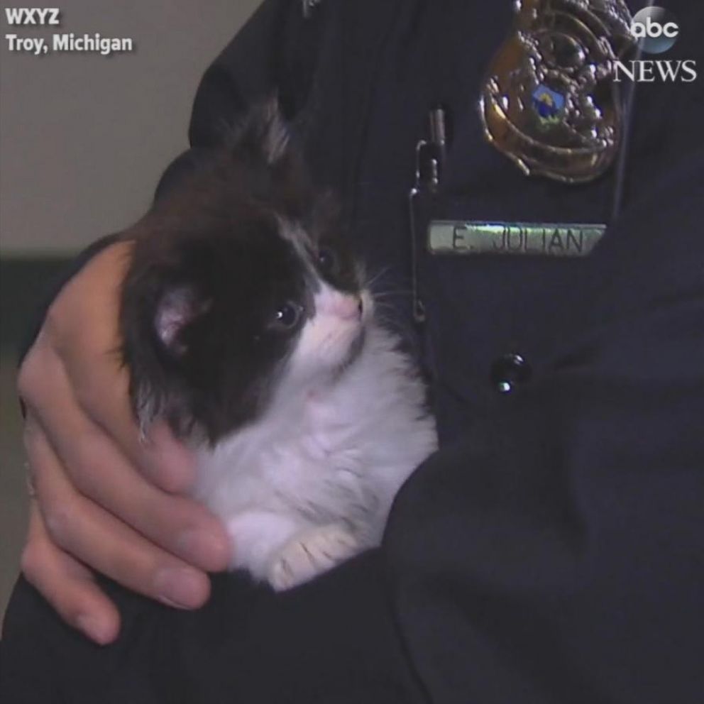 Adorable kittens audition for police cat position in Michigan - ABC News