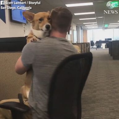 VIDEO: Apollo is an ESA dog authorized to help one employee with his panic attacks.