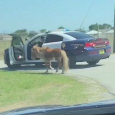 VIDEO: A little pony in southwest Florida apparently wanted to be a wild horse, as it galloped down a highway far from home last week.