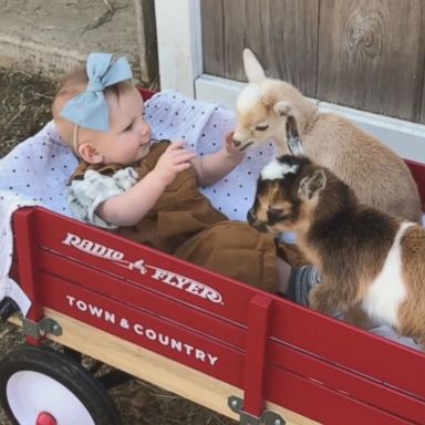 VIDEO: The adorable encounter happened at Sunflower Farm Creamery in Cumberland, Maine.