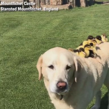 VIDEO: The orphaned ducklings love riding on the 10-year-old Labrador's back.