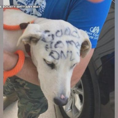 A dog was rescued after being written on with permanent marker.