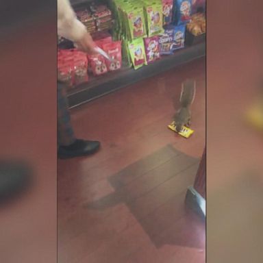 A squirrel snagged a bag of Peanut M&Ms from a Magic Kingdom store and scampered away with the bag in its mouth.