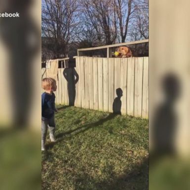 VIDEO: Dozer the dog is an old pro at over-the-fence fetch with baby neighbor 