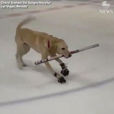 Benny the dog carves it up on the ice