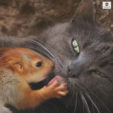 VIDEO: Cat adopts orphaned baby squirrels