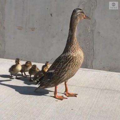 VIDEO: Ducklings reunited with mom after falling into storm drain