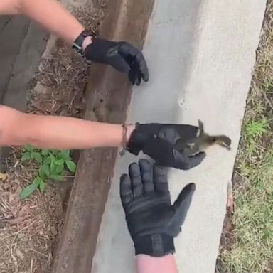 PHOTO: VIDEO: Mama duck patiently waits while officer rescues 10 ducklings