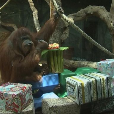 VIDEO: Orangutan celebrates 50th birthday with strawberry cake