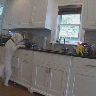 VIDEO: Determined dog caught trying to steal cookies from the counter