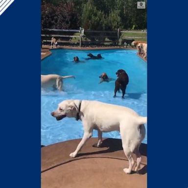 VIDEO: Lucky pup gets birthday pool party at daycare