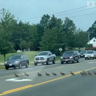 VIDEO: Dozens of ducks cross road, causing traffic jam in Maine