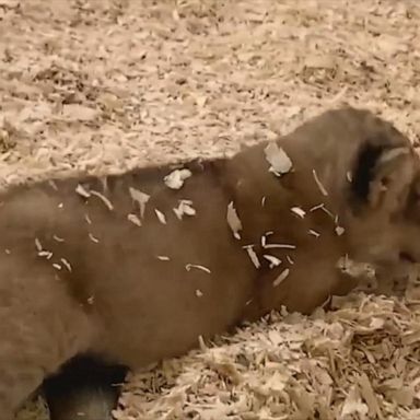 VIDEO: Lion cub tumbles out of den to spend time with mom