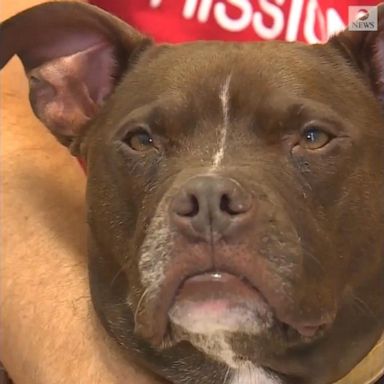 VIDEO: Man moves in with shelter dog to help her get adopted