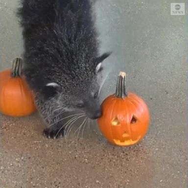 VIDEO: Zoo animals enjoy fall festivities in Illinois