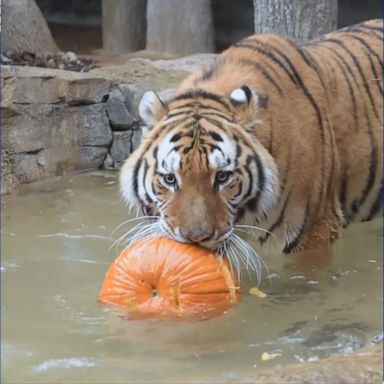 VIDEO: Zoo animals go wild with pumpkins for Halloween