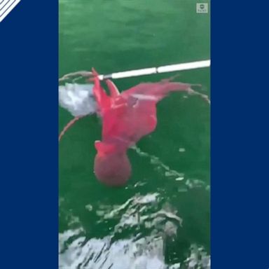 VIDEO: Fishermen rescue eagle locked in struggle with octopus