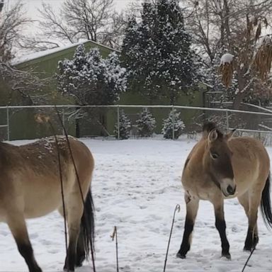 VIDEO: Mongolian wild horses trot through snowy paradise