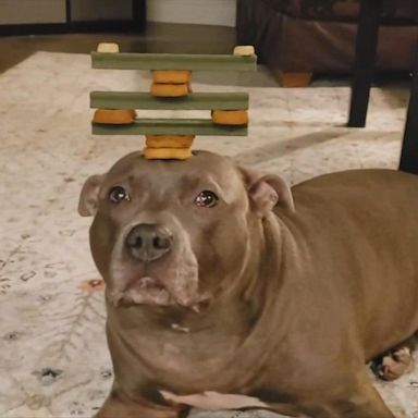 VIDEO: Pit bull balances tower of treats on her head