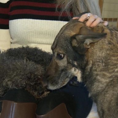 VIDEO: Toy poodle found alive after hawk snatches it from owner's backyard