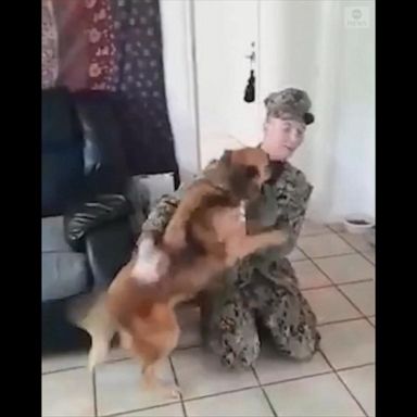 VIDEO: Excited dog welcomes military dad home from 7-month deployment