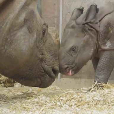 VIDEO: Baby rhino plays with mother at Denver Zoo