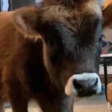 VIDEO: Bull gets to shelter indoors