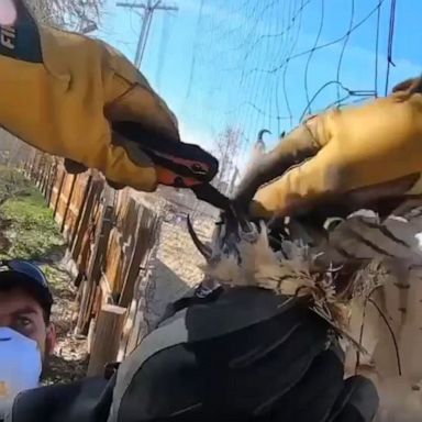 VIDEO: Wildlife officers rescue owl trapped in netting