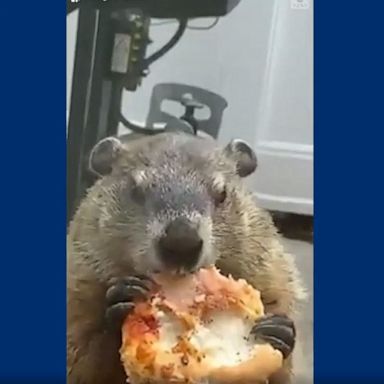 VIDEO: Groundhog chows down on slice of pizza