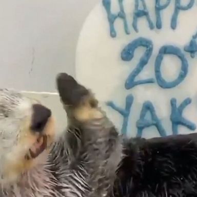 VIDEO: Sea otter celebrates 20th birthday with seafood cake