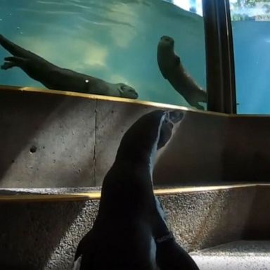 VIDEO: Penguin checks out the otter exhibit at Oregon Zoo