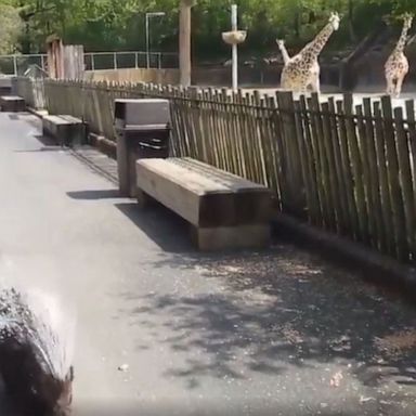 VIDEO: Giraffes gawk as porcupine strolls through zoo