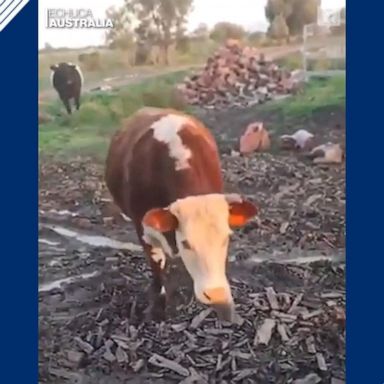 VIDEO: Cows chase Australian cattle dog around farm