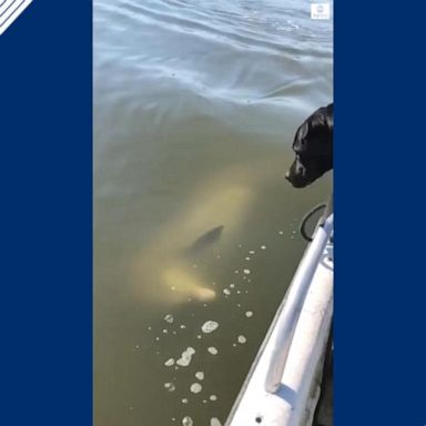 VIDEO: Dolphin shares a moment with dogs on a boat