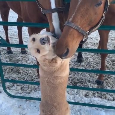 Bailey the golden retriever gets up close and personal with his owners horses.