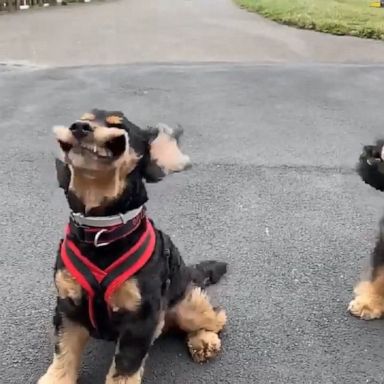 Two cocker spaniels in the United Kingdom “smile” on a windy day.