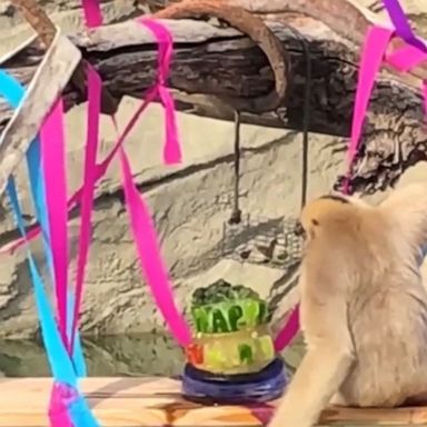 VIDEO: Gibbon celebrates 30th birthday at Denver Zoo