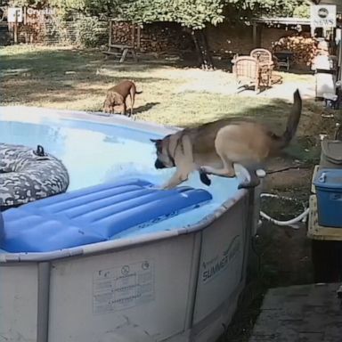 VIDEO: Dog’s plan for sneaky swim backfires