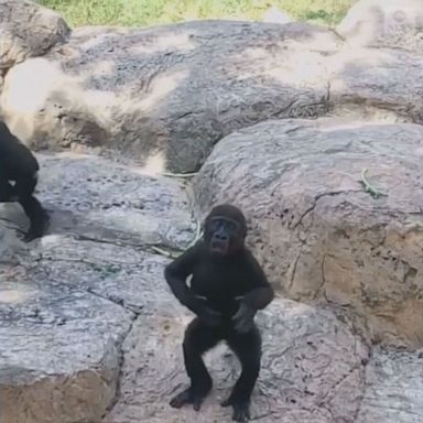 VIDEO: Adorable baby gorilla beats chest