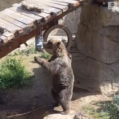 VIDEO: Grizzly bear feasts at Denver Zoo